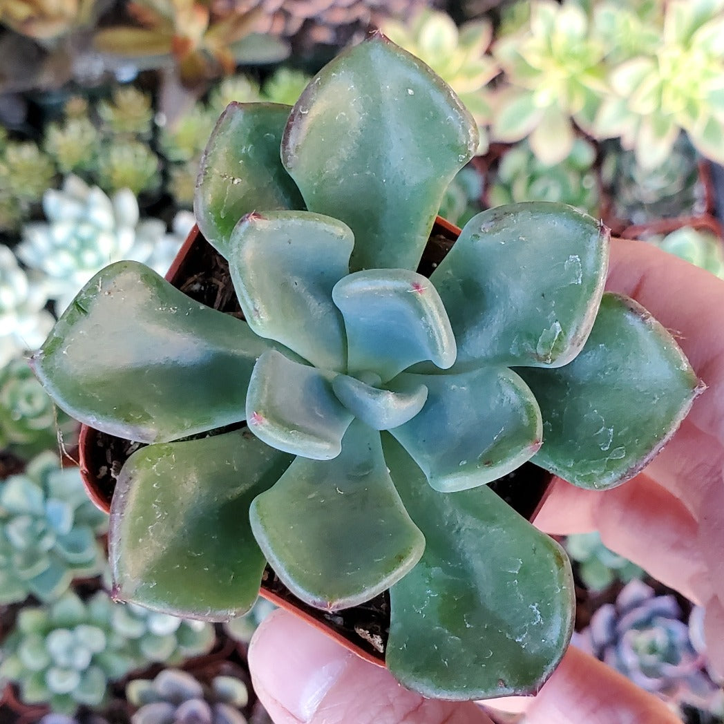Echeveria 'Goochie'